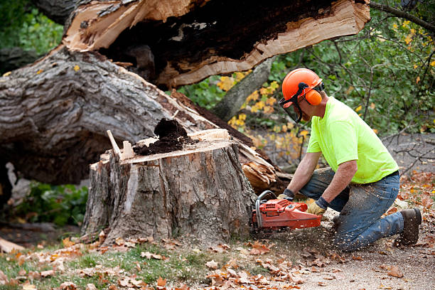 Seasonal Cleanup (Spring/Fall) in Miamisburg, OH