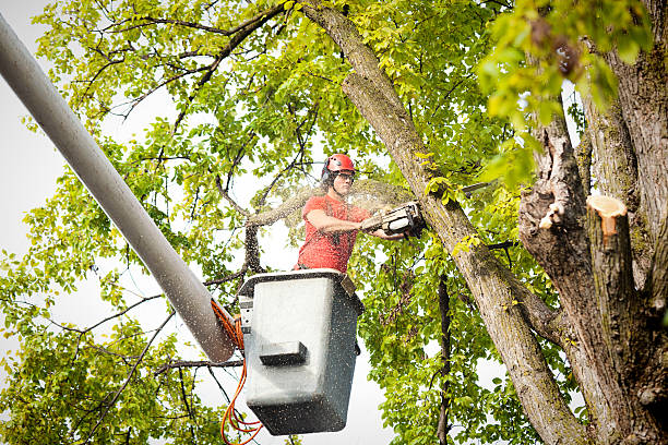 Reliable Miamisburg, OH Tree Services Solutions